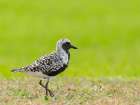 Black-bellied plover, Fort Travis, Texas, USA Art Print